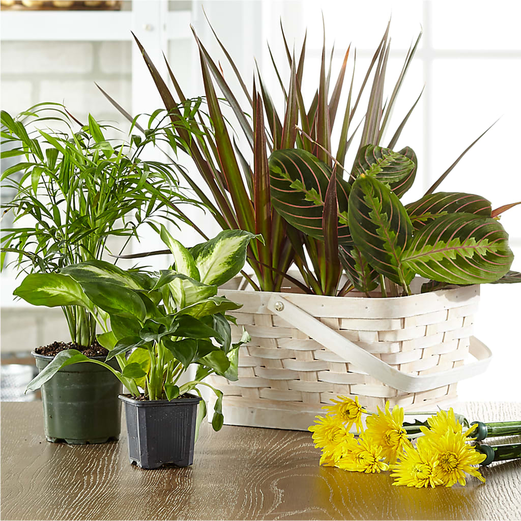Florist Designed Blooming and Green Plants in a Basket – Blooming Flowers, Mobile AL