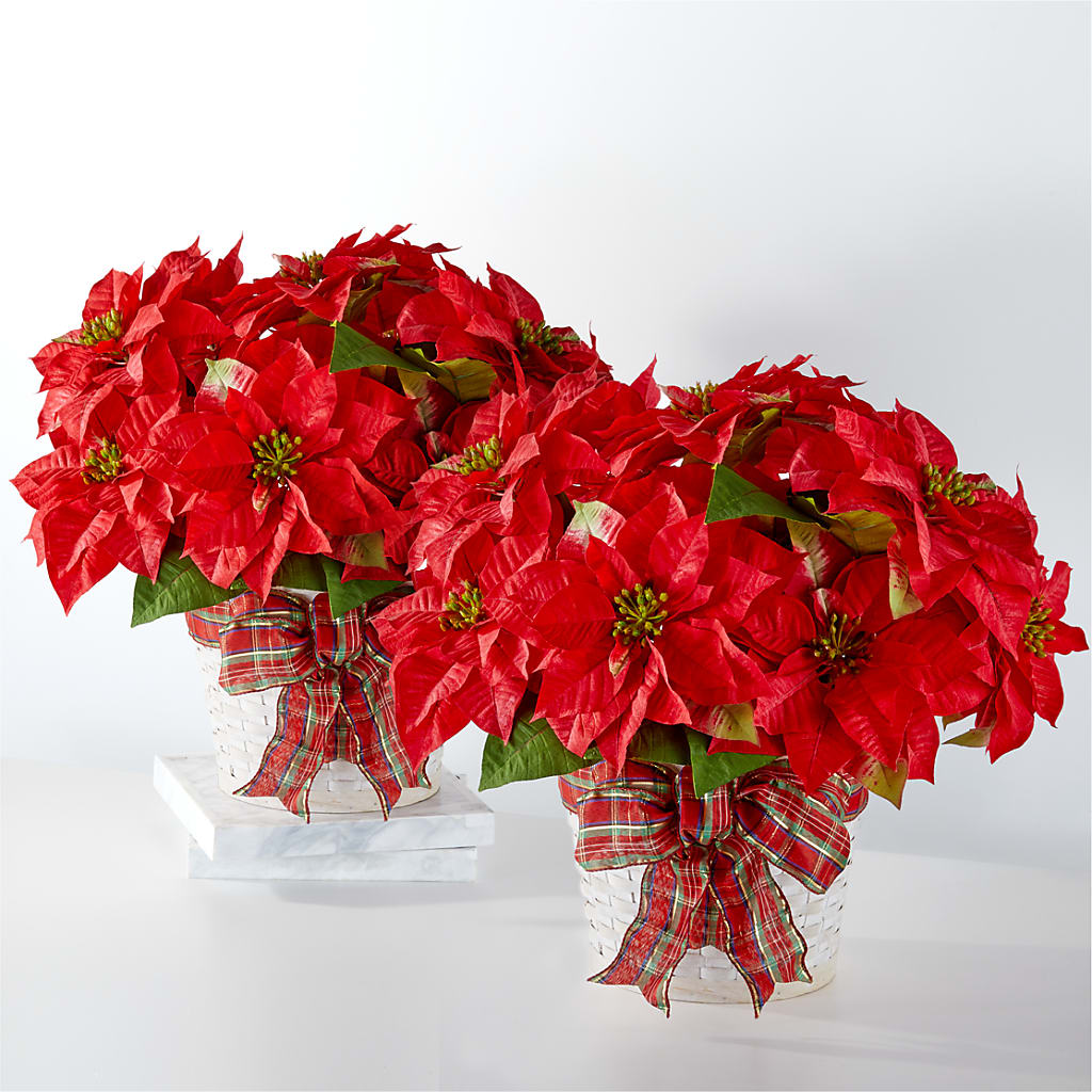 Happiest Holidays Poinsettia Bundle – Blooming Flowers, Mobile AL