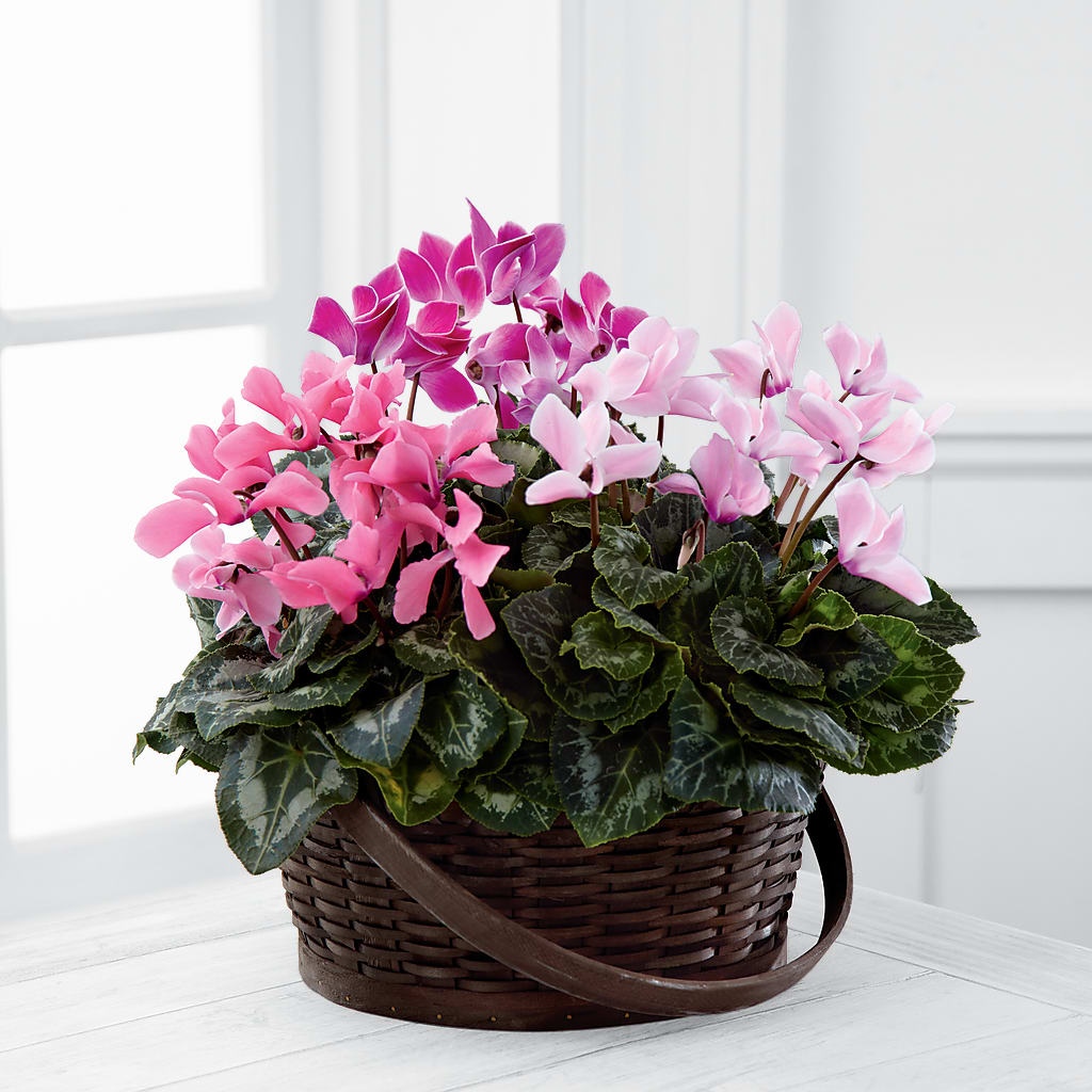 Mixed Cyclamen Planter – Blooming Flowers, Mobile AL
