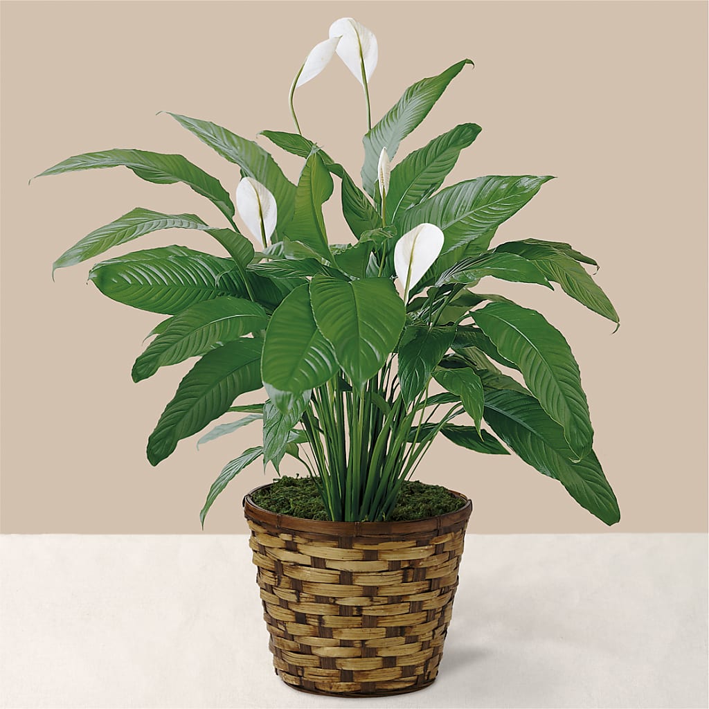 Tranquil Moments Peace Lily Plant – Blooming Flowers, Mobile AL