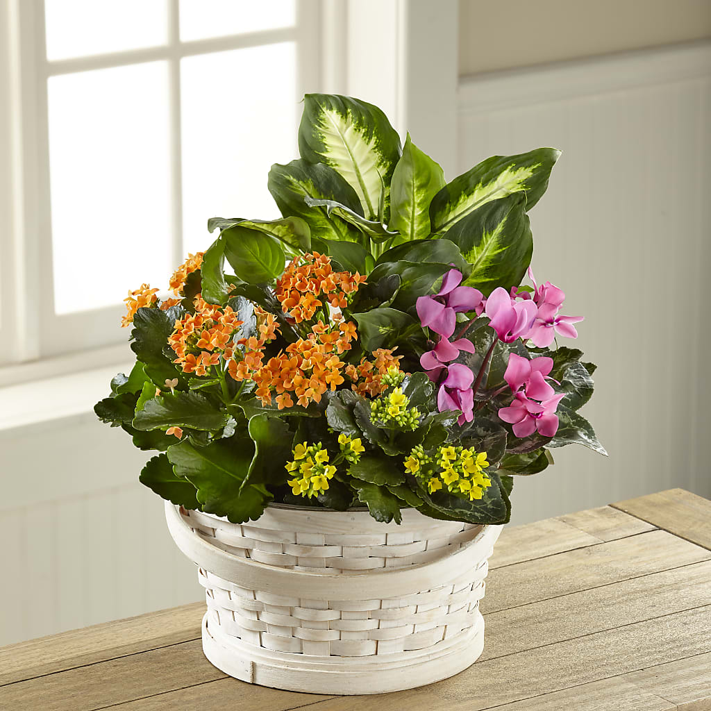 Color Crush Dishgarden – Blooming Flowers, Mobile AL