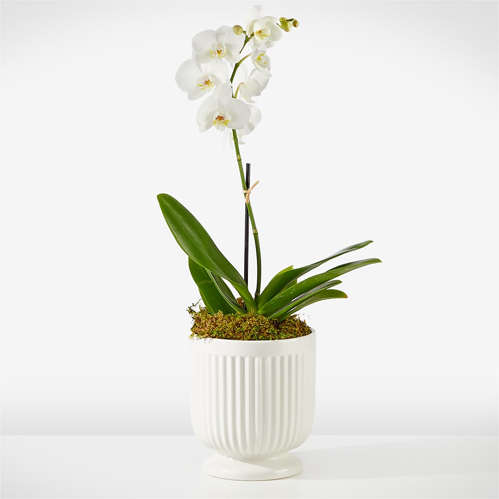 Whispering White Orchid – Blooming Flowers, Mobile AL
