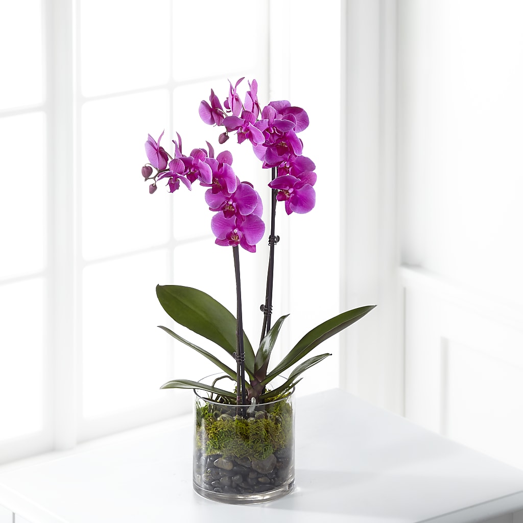 Pink Orchid Plant – Blooming Flowers, Mobile AL