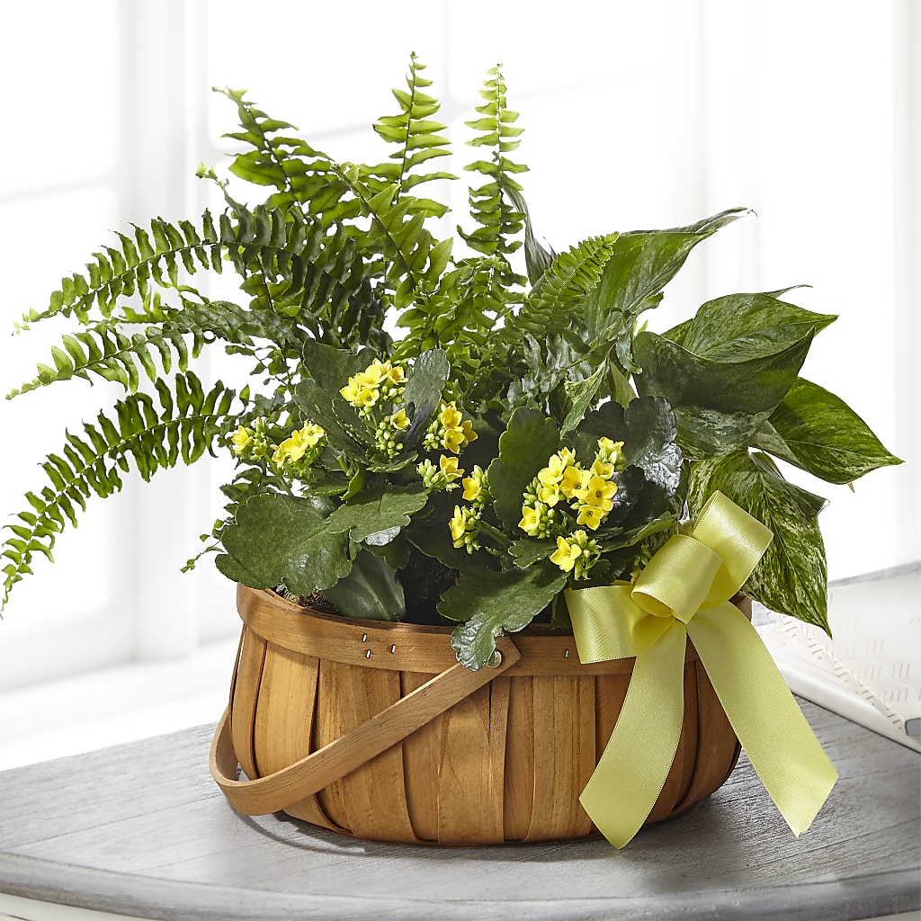 Always Dear Dishgarden – Blooming Flowers, Mobile AL