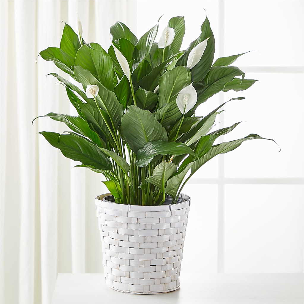 A New Leaf Peace Lily – Blooming Flowers, Mobile AL