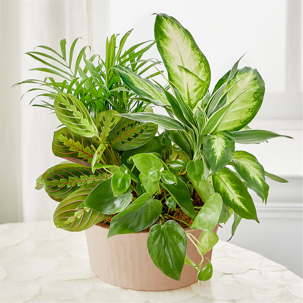 Balance & Harmony Dishgarden – Blooming Flowers, Mobile AL