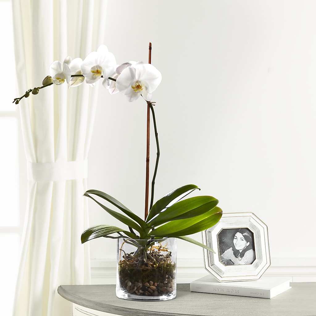 White Orchid Planter – Blooming Flowers, Mobile AL