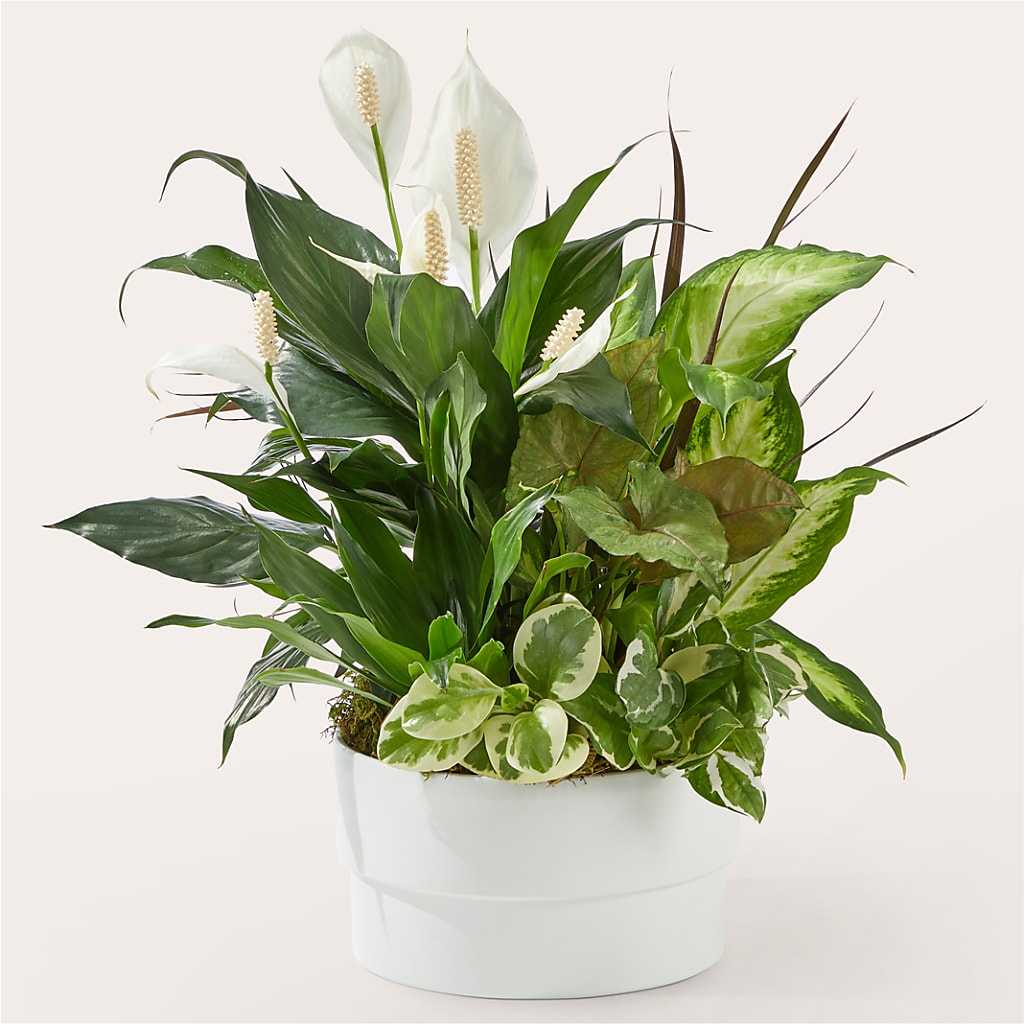 Radiating Positivity Dishgarden – Blooming Flowers, Mobile AL