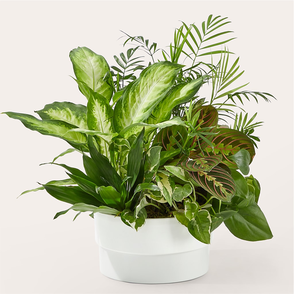 Radiating Positivity Dishgarden – Blooming Flowers, Mobile AL
