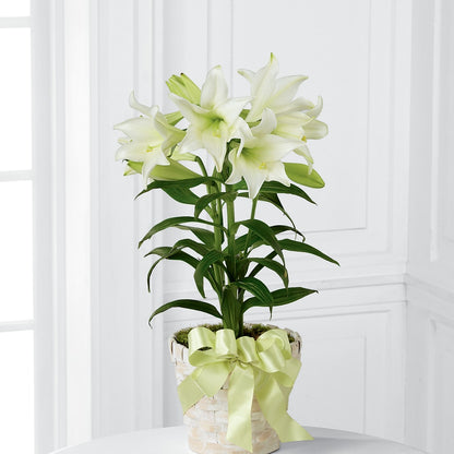 Easter Lily Plant –  Blooming Flowers, Mobile AL