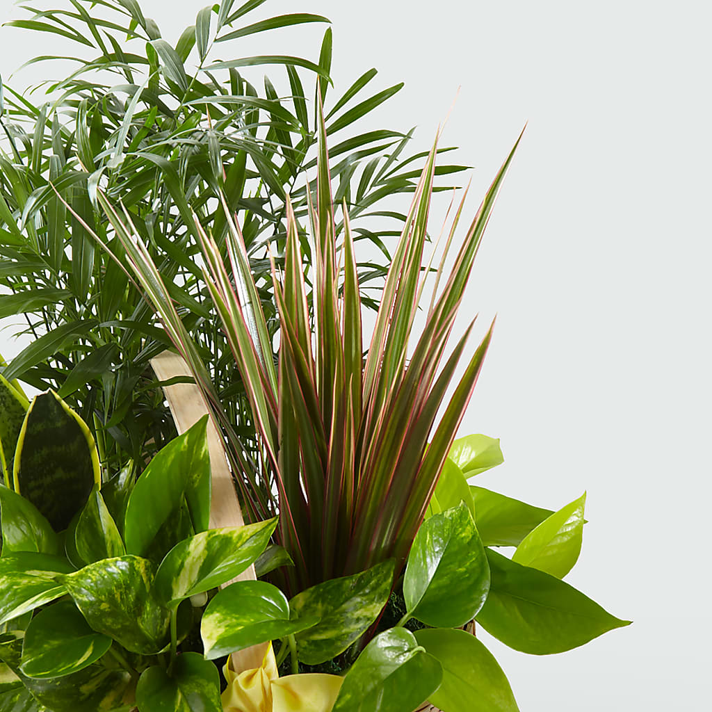 French Garden –  Blooming Flowers, Mobile AL