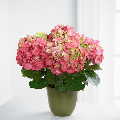 Pink Hydrangea Planter –  Blooming Flowers, Mobile AL