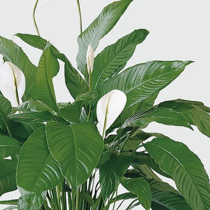 Tranquil Moments Peace Lily Plant –  Blooming Flowers, Mobile AL