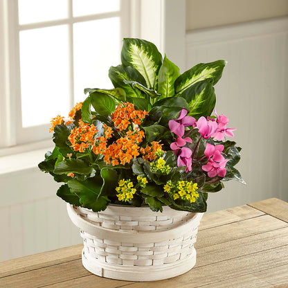 Color Crush Dishgarden –  Blooming Flowers, Mobile AL