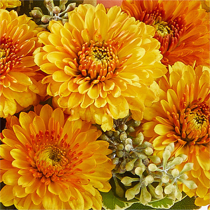 Peachy Pumpkin –  Blooming Flowers, Mobile AL