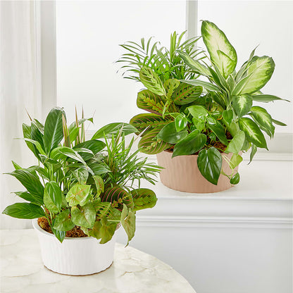 Balance & Harmony Dishgarden –  Blooming Flowers, Mobile AL