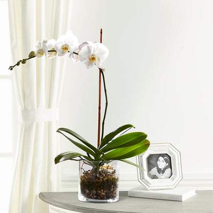 White Orchid Planter –  Blooming Flowers, Mobile AL