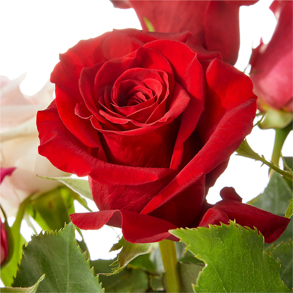 Love Notes Rose Bouquet –  Blooming Flowers, Mobile AL